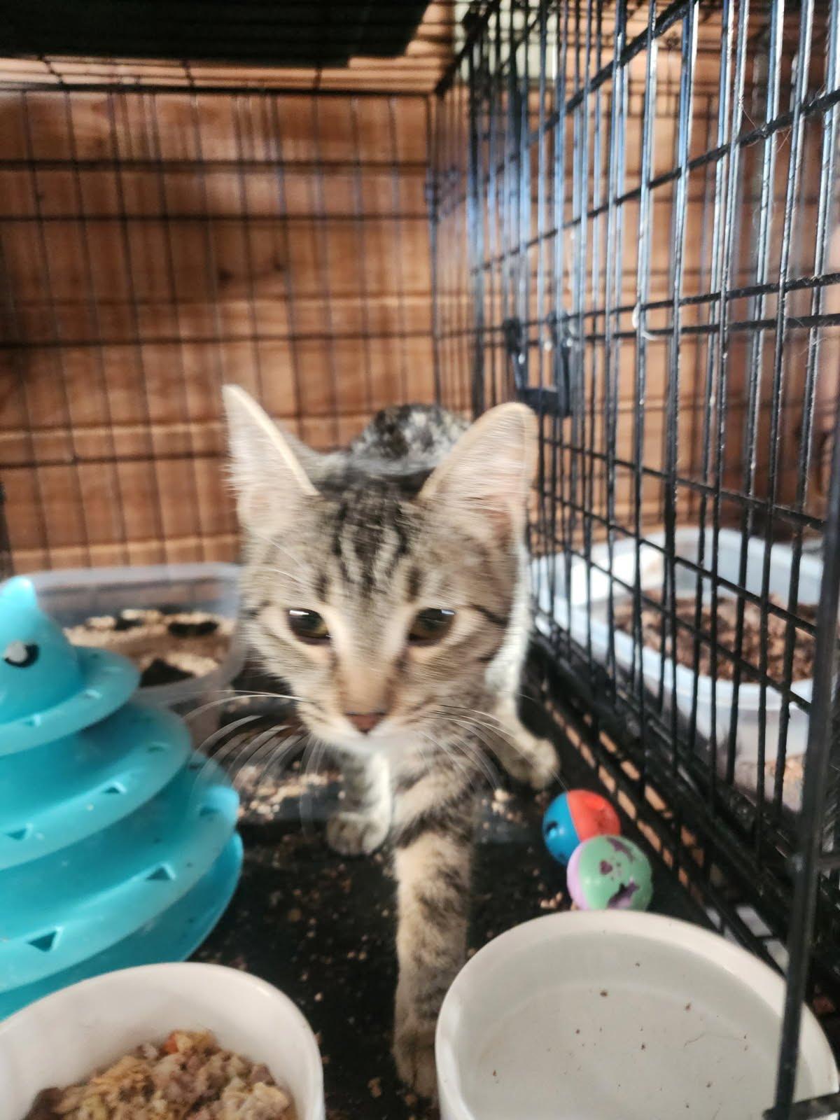 Rose, an adoptable Domestic Short Hair in MOSES LAKE, WA, 98837 | Photo Image 1