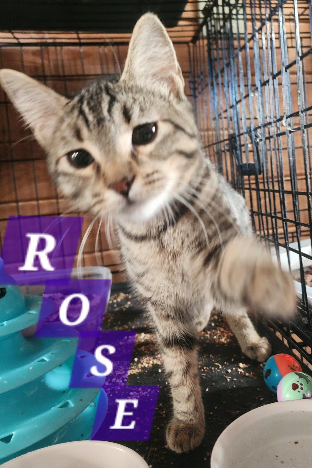 Rose, an adoptable Domestic Short Hair in MOSES LAKE, WA, 98837 | Photo Image 3