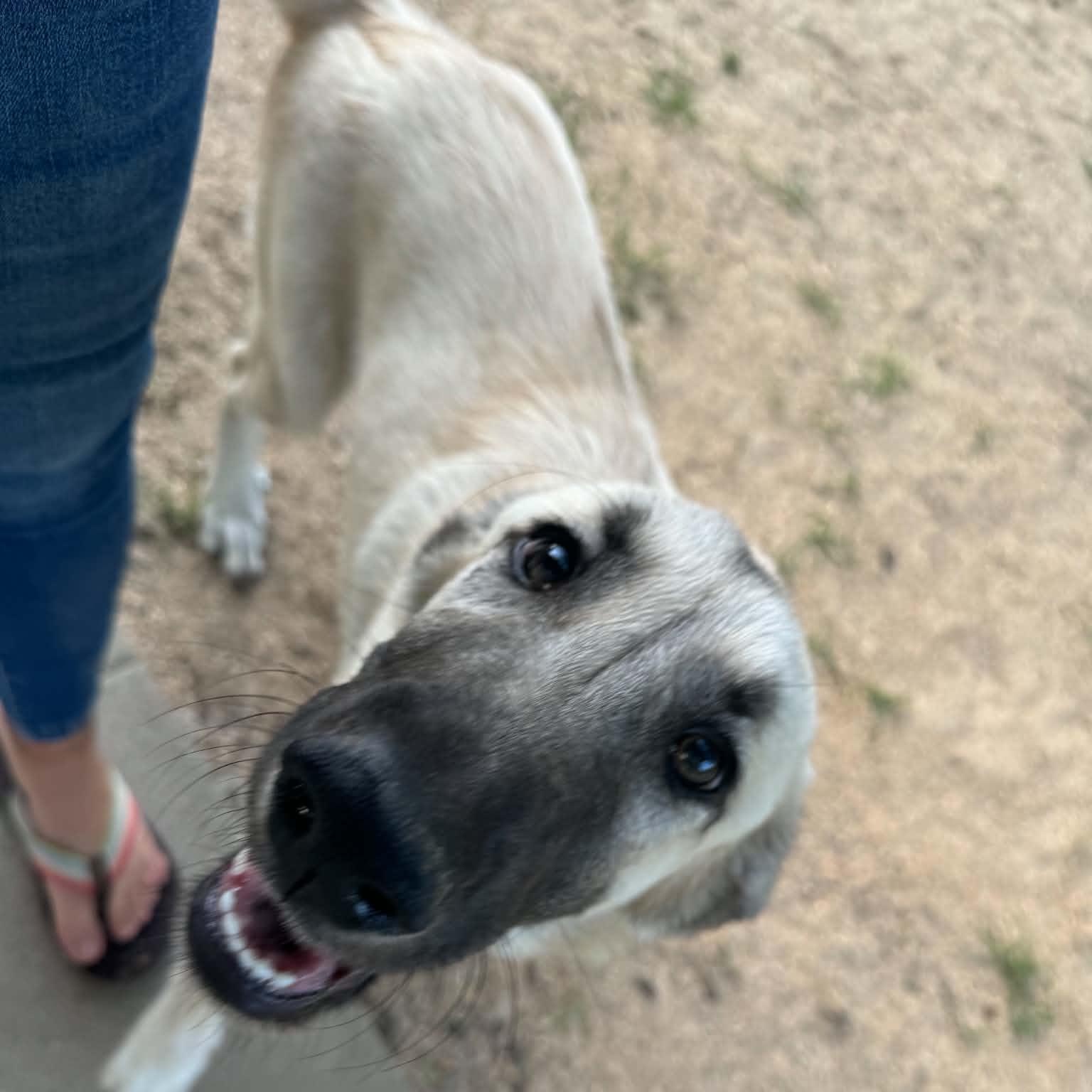 Enlarge MINA- SHAWANO, WI- PENDING FOSTER TO ADOPT, a Adopted mixed breed in SHAWANO, WI image 2/6