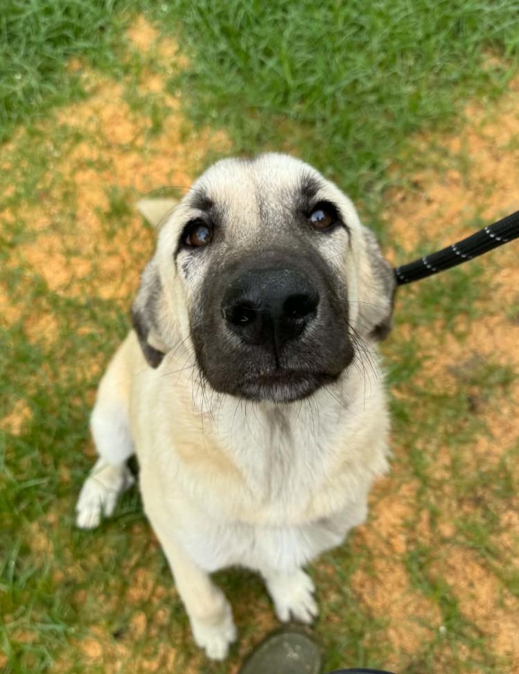 Enlarge MINA- SHAWANO, WI- PENDING FOSTER TO ADOPT, a Adopted mixed breed in SHAWANO, WI image 1/6