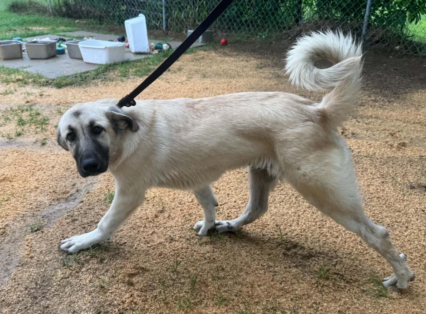 Enlarge MINA- SHAWANO, WI- PENDING FOSTER TO ADOPT, a Adopted mixed breed in SHAWANO, WI image 3/6
