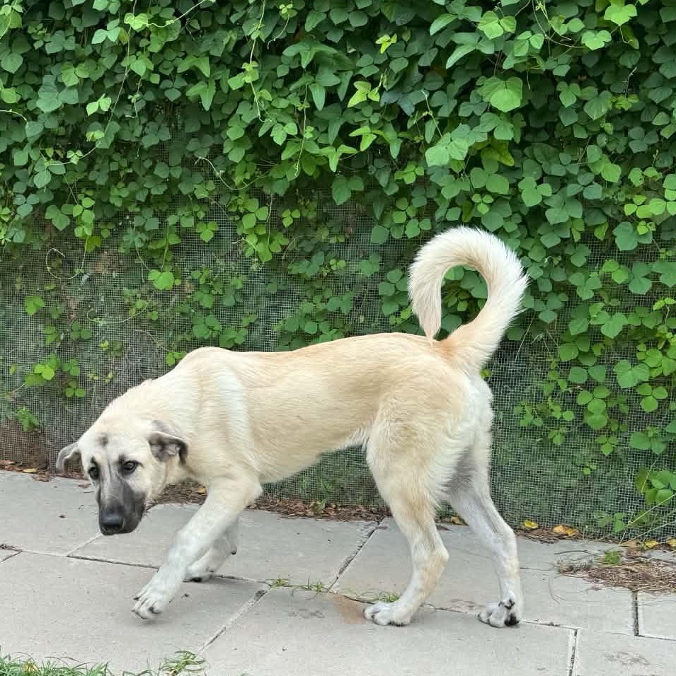 Enlarge MINA- SHAWANO, WI- PENDING FOSTER TO ADOPT, a Adopted mixed breed in SHAWANO, WI image 6/6