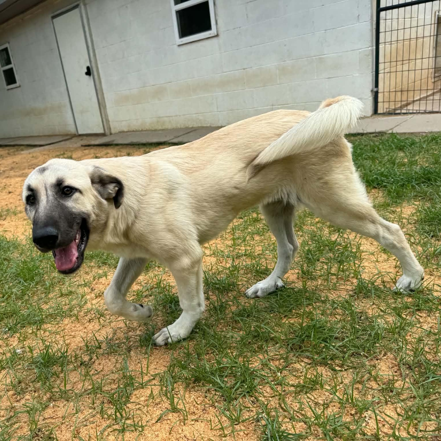 Enlarge MINA- SHAWANO, WI- PENDING FOSTER TO ADOPT, a Adopted mixed breed in SHAWANO, WI image 4/6