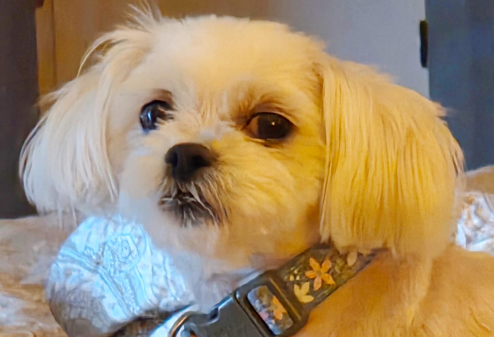 Enlarge FIONA, an adopted Maltese in Tucson, AZ image 3/3