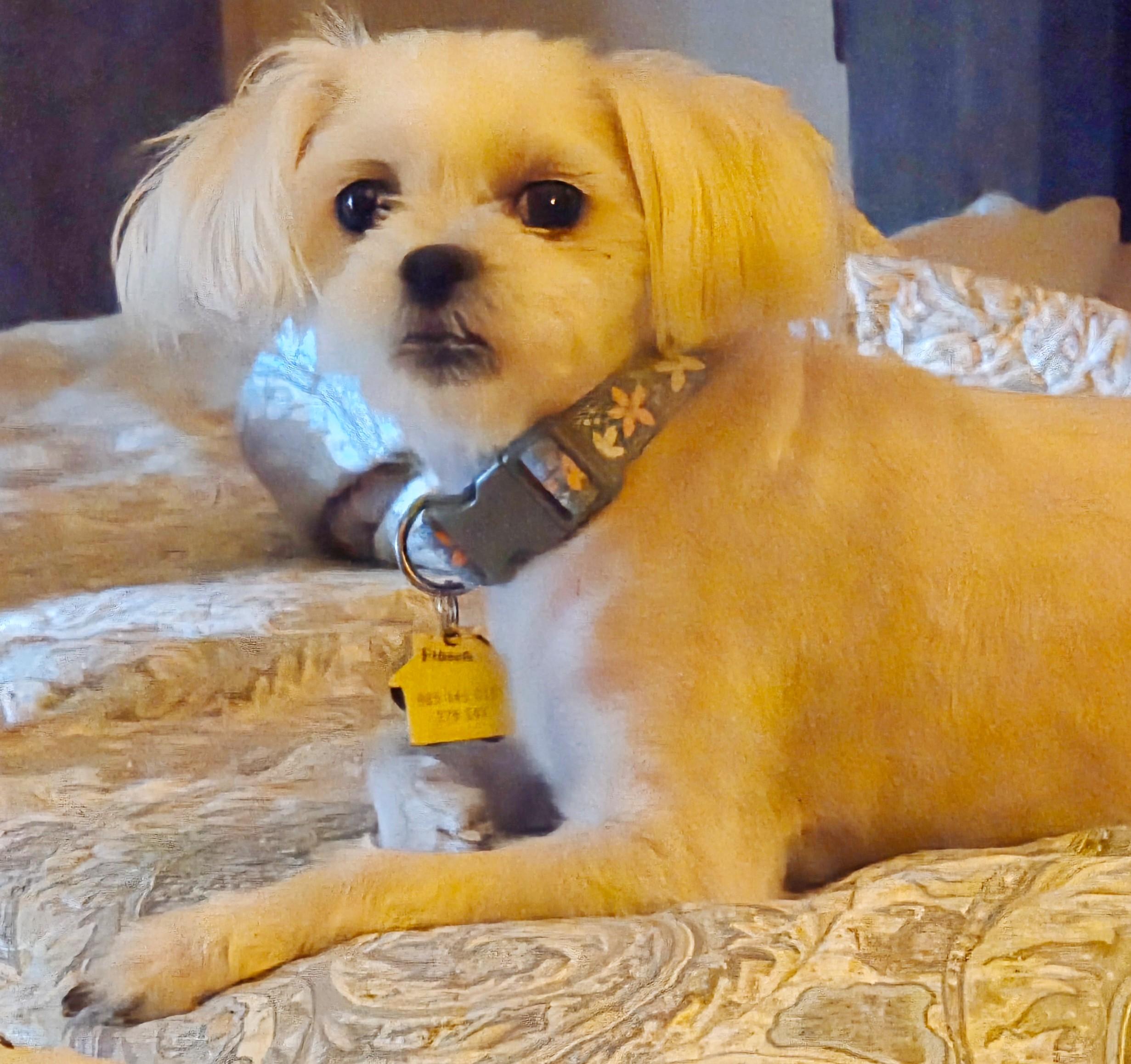 Enlarge FIONA, an adopted Maltese in Tucson, AZ image 2/3