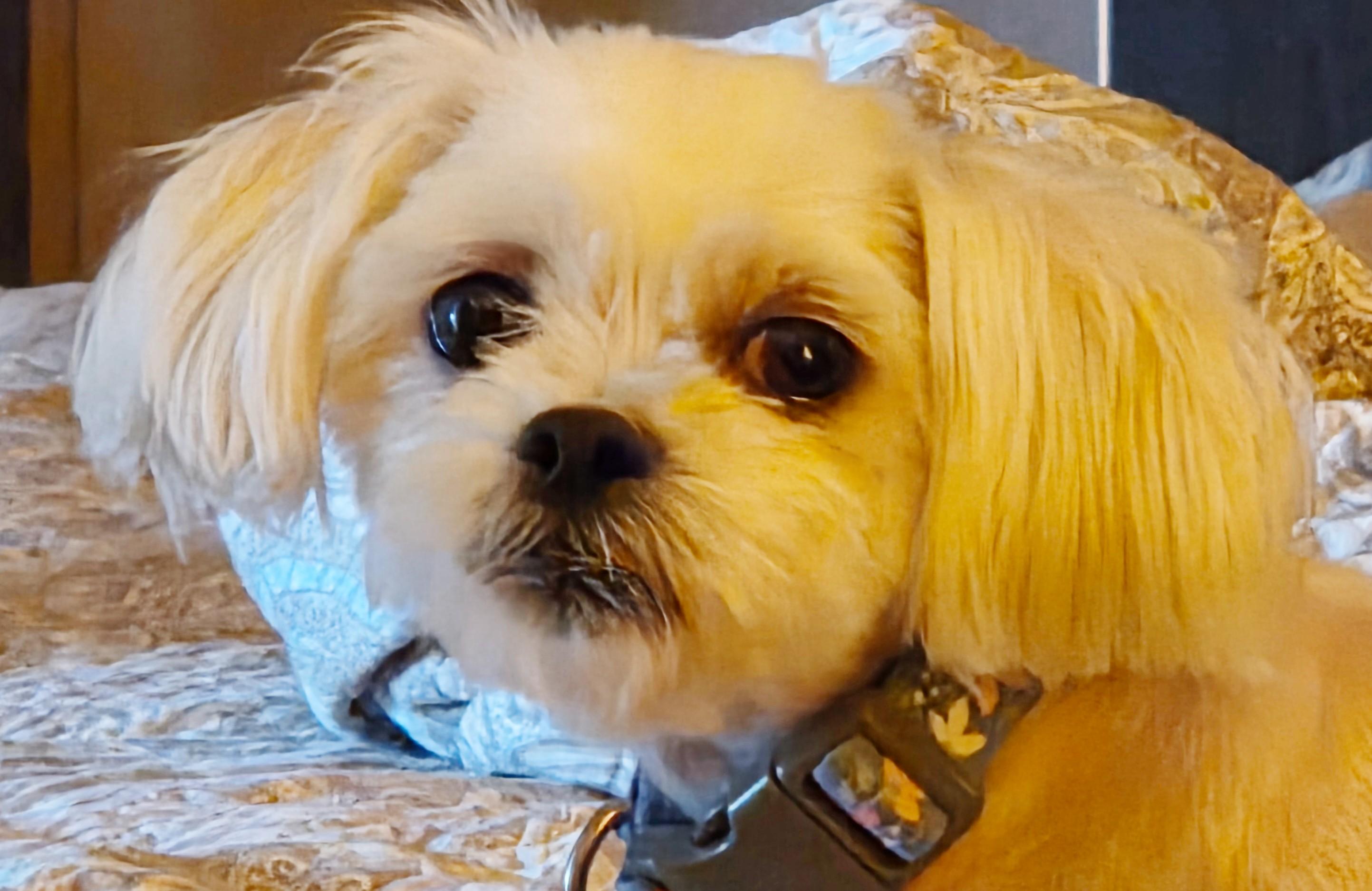 Enlarge FIONA, an adopted Maltese in Tucson, AZ image 1/3