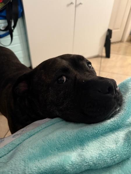 Barbecue, Adoptable, Senior Male American Staffordshire Terrier.