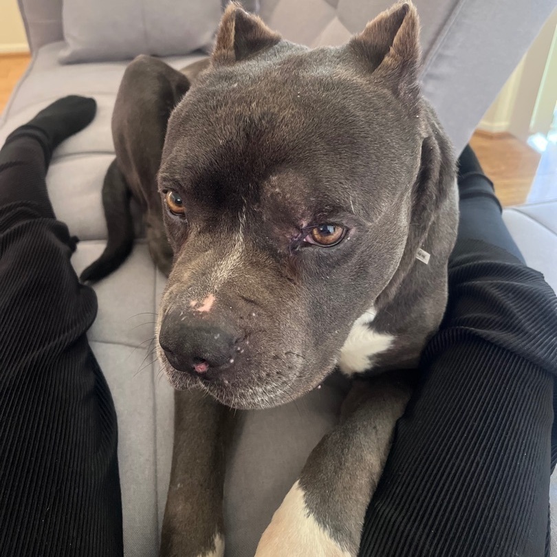 Enlarge Totino, a Adoptable Pit Bull Terrier in Pomona, CA image 1/8