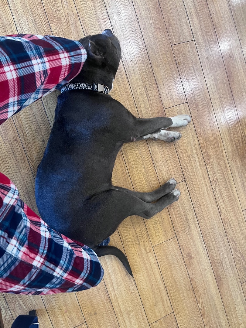 Enlarge Totino, a Adoptable Pit Bull Terrier in Pomona, CA image 2/8