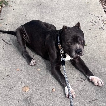 Enlarge Totino, a Adoptable Pit Bull Terrier in Pomona, CA image 3/8