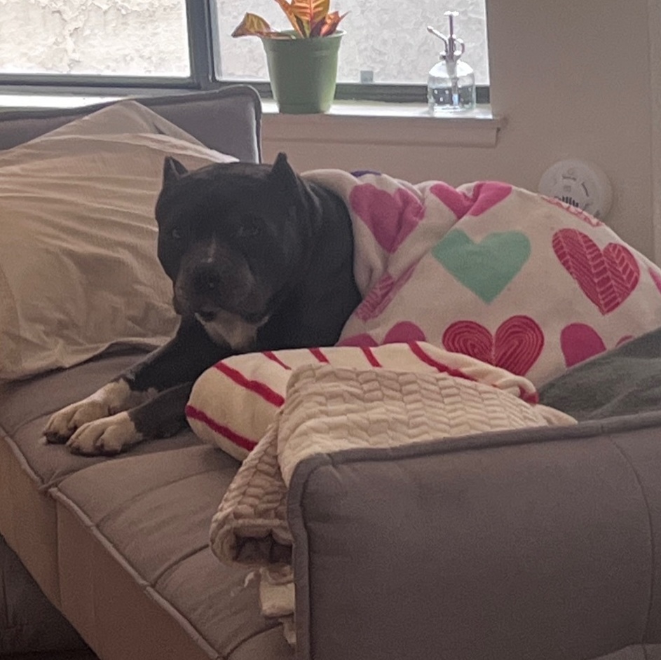 Enlarge Totino, a Adoptable Pit Bull Terrier in Pomona, CA image 4/8