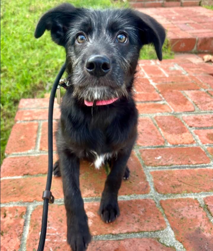Enlarge Murdoch, a Adoptable mixed breed in Los Angeles, CA image 2/5
