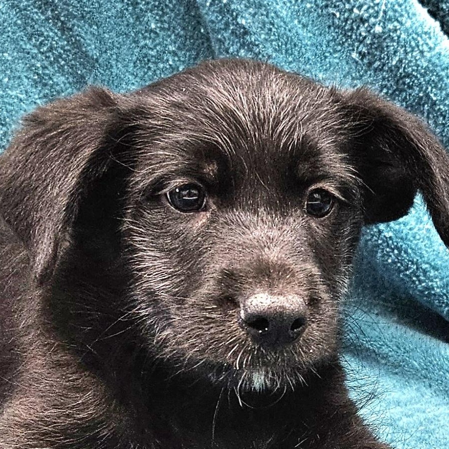 Enlarge Murdoch, a Adoptable mixed breed in Los Angeles, CA image 1/2