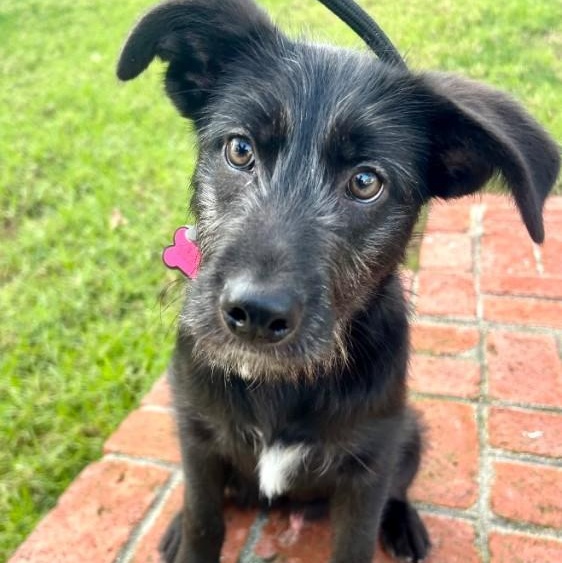 Murdoch, Adoptable, Puppy Male Australian Shepherd.