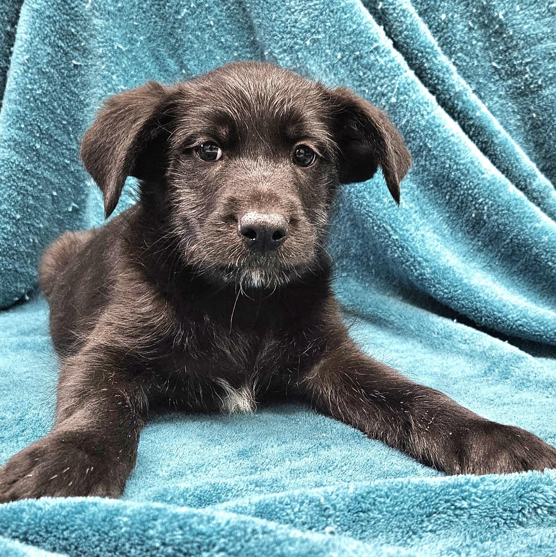 Enlarge Murdoch, a Adoptable mixed breed in Los Angeles, CA image 2/2