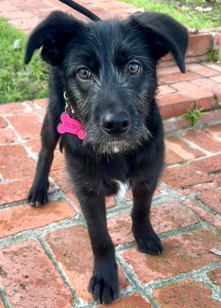 Enlarge Murdoch, a Adoptable mixed breed in Los Angeles, CA image 3/5
