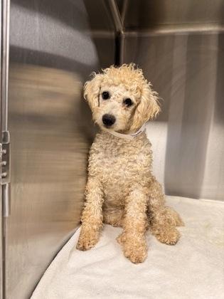 Houdini, a Adoptable Poodle in Cortez, CO image 1/4