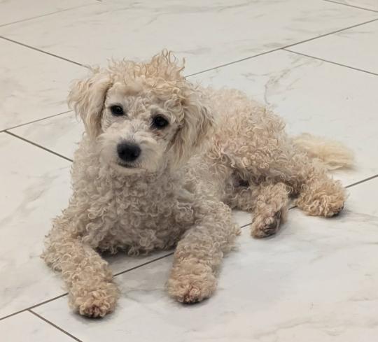 Houdini, a Adoptable Poodle in Cortez, CO image 2/4
