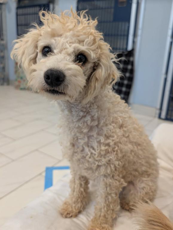 Houdini, a Adoptable Poodle in Cortez, CO image 3/4