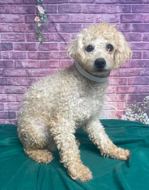 Houdini, a Adoptable Poodle in Cortez, CO image 4/4