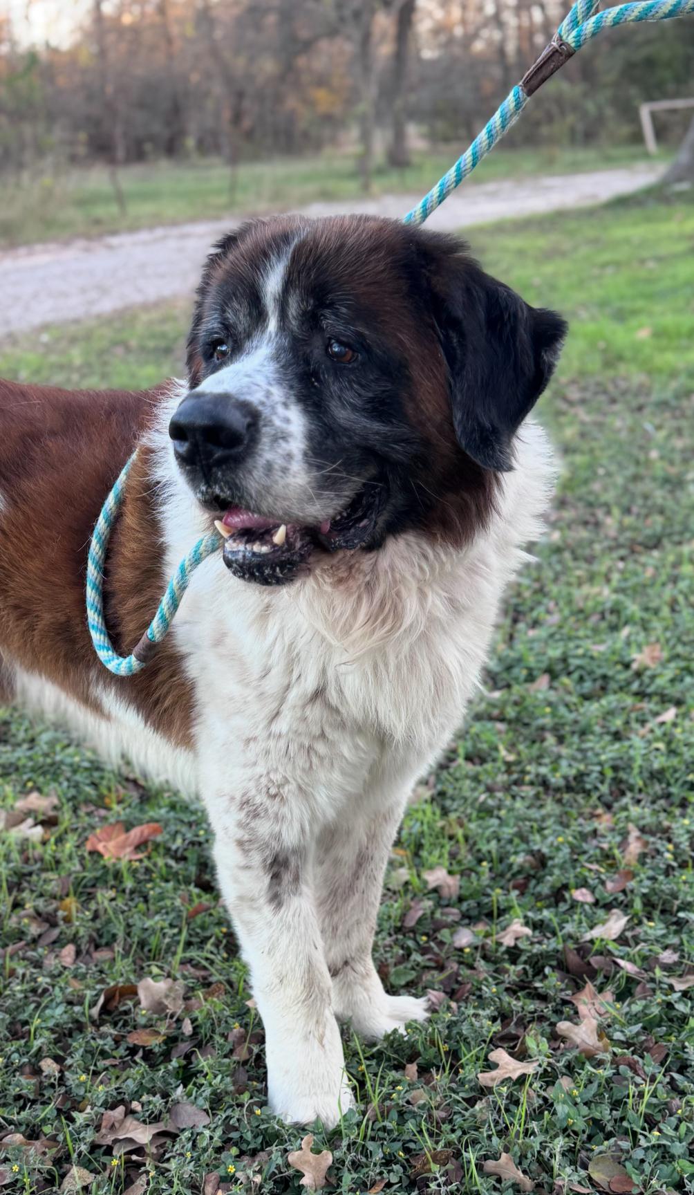 Enlarge Poncho (and his sidekick Blackie), a ADOPTABLE Saint Bernard in Magnolia, TX image 3/4