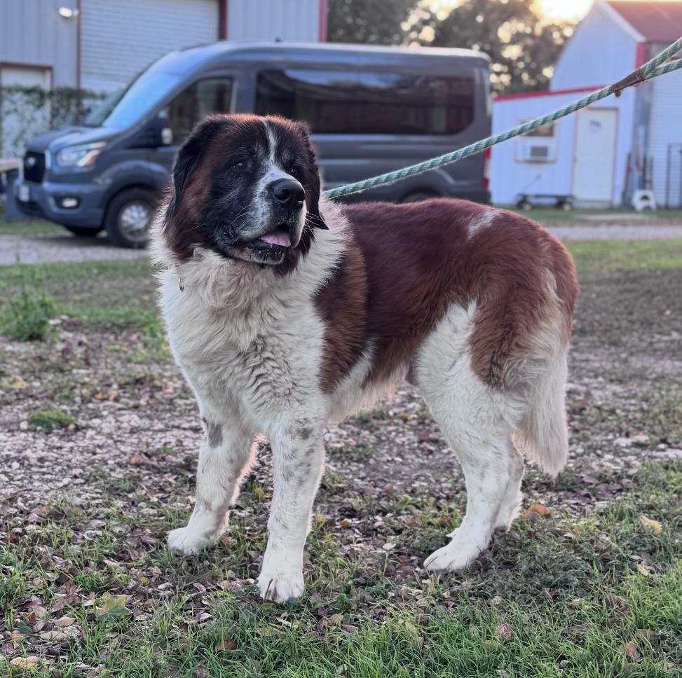 Enlarge Poncho (and his sidekick Blackie), a ADOPTABLE Saint Bernard in Magnolia, TX image 2/4