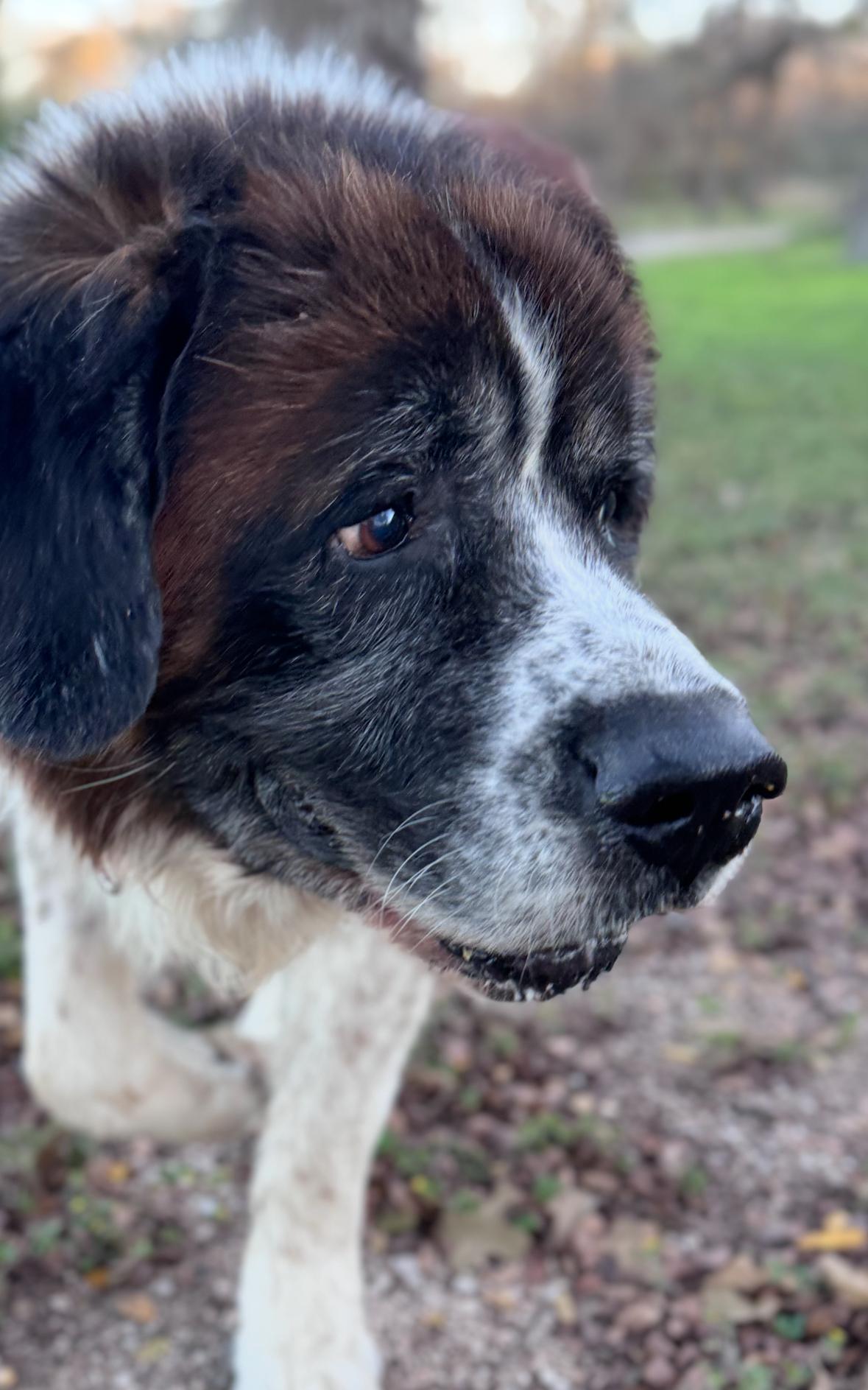 Enlarge Poncho (and his sidekick Blackie), a ADOPTABLE Saint Bernard in Magnolia, TX image 4/4
