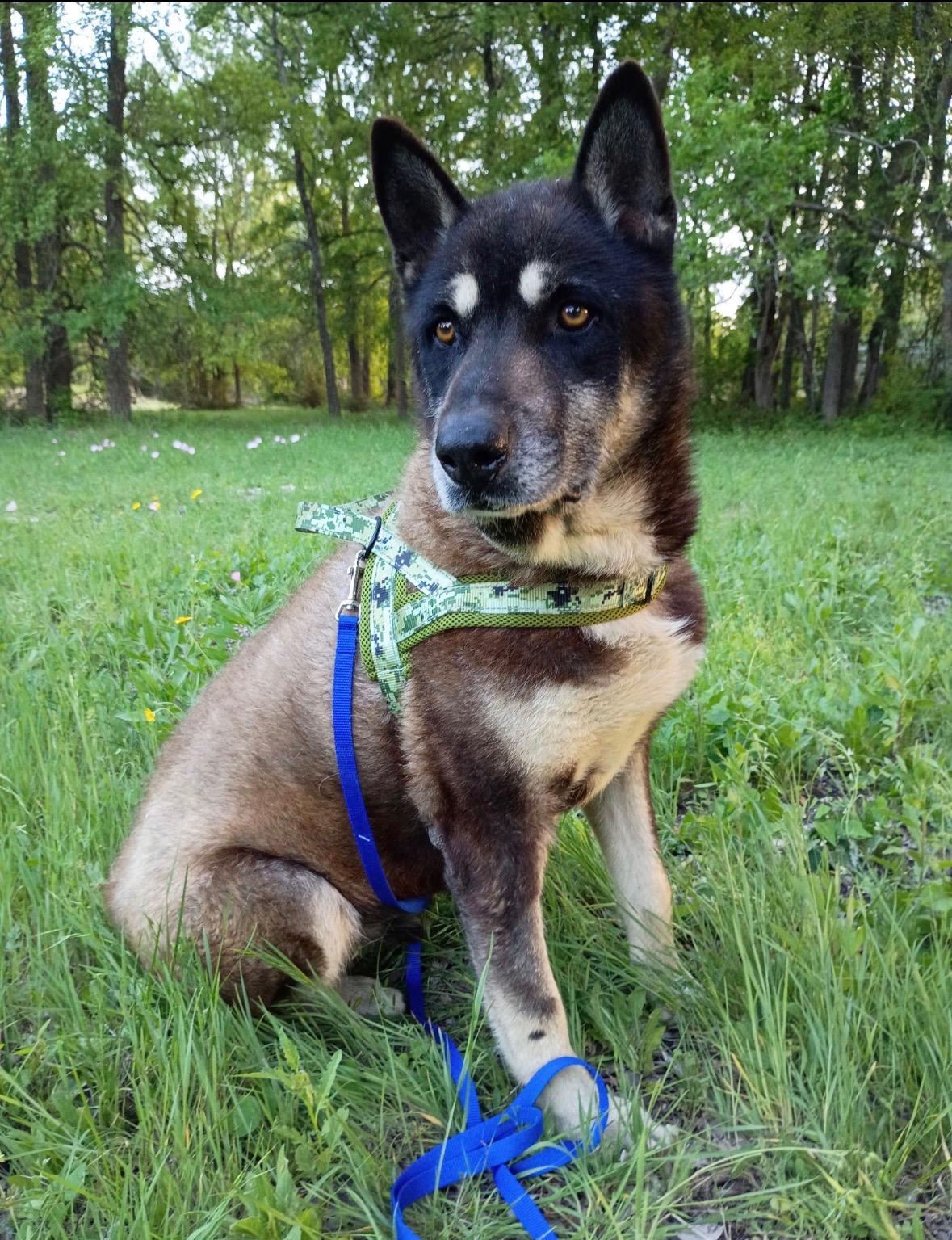 Blackie, ADOPTABLE, Senior Male German Shepherd Dog.