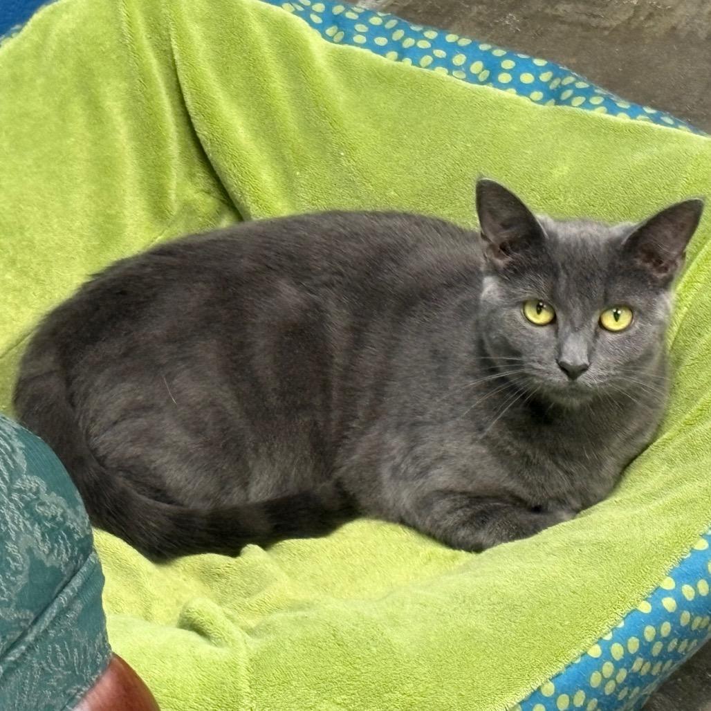 Misty, Adoptable, Adult Female Domestic Short Hair.