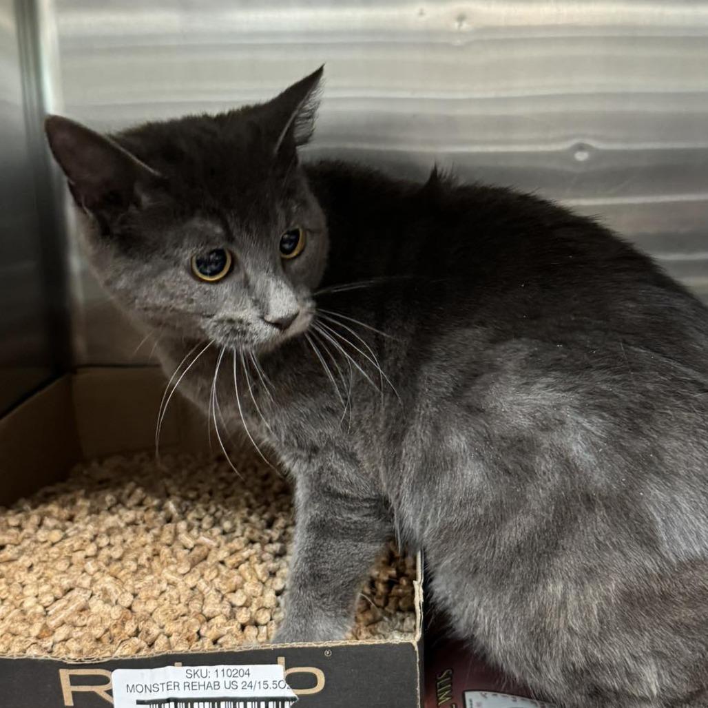 Misty, Adoptable, Adult Female Domestic Short Hair.
