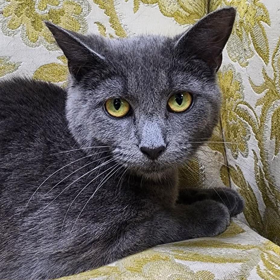 Enlarge Misty, a Adoptable Domestic Short Hair in Shinnston, WV image 1/1
