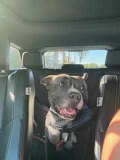 David, Adoptable, Adult Male Pit Bull Terrier.