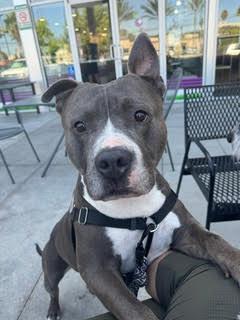 David, a Adoptable Pit Bull Terrier in Carlsbad, CA image 1/4