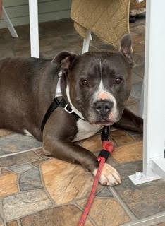 Enlarge David, a Adoptable Pit Bull Terrier in San DIego, CA image 3/4