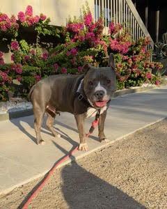 Enlarge David, a Adoptable Pit Bull Terrier in San DIego, CA image 4/4