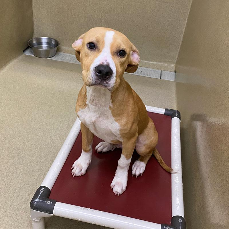 Linus, a ADOPTABLE mixed breed in Monroe, GA image 4/5