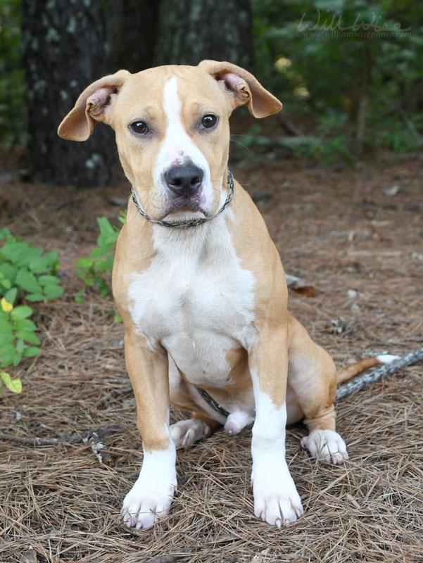 Linus, ADOPTABLE, Young Male Pit Bull Terrier.