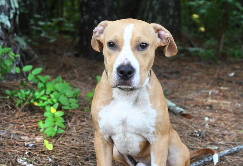 Linus, a ADOPTABLE mixed breed in Monroe, GA image 5/5