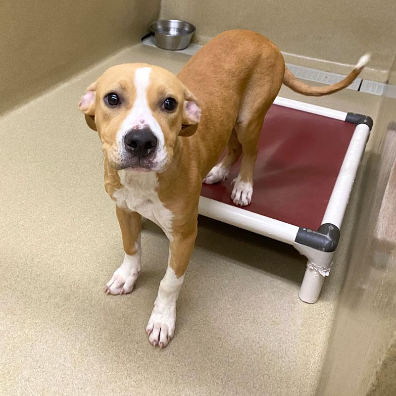 Linus, a ADOPTABLE mixed breed in Monroe, GA image 2/5