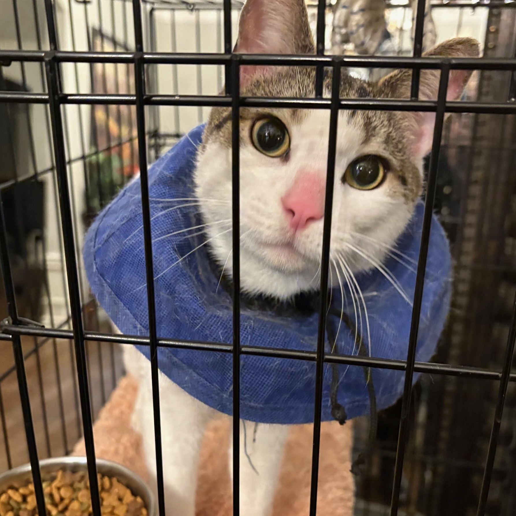 Pickles, Young Male Domestic Short Hair