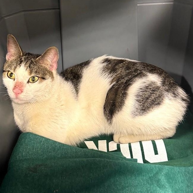 Pickles, a Adoptable Domestic Short Hair in Columbus, OH image 2/6