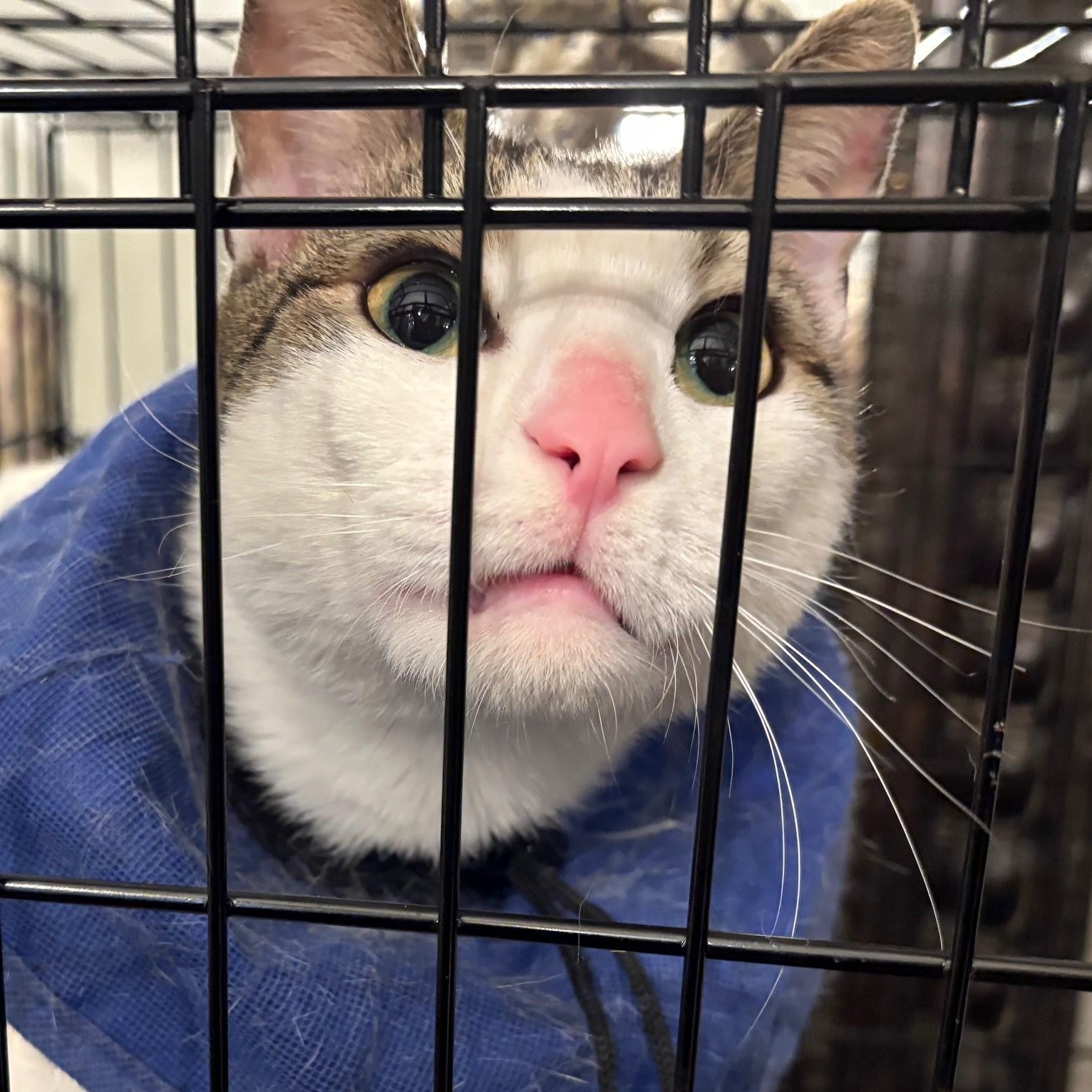 Pickles, a Adoptable Domestic Short Hair in Columbus, OH image 3/6