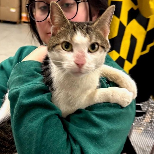 Pickles, a Adoptable Domestic Short Hair in Columbus, OH image 4/6