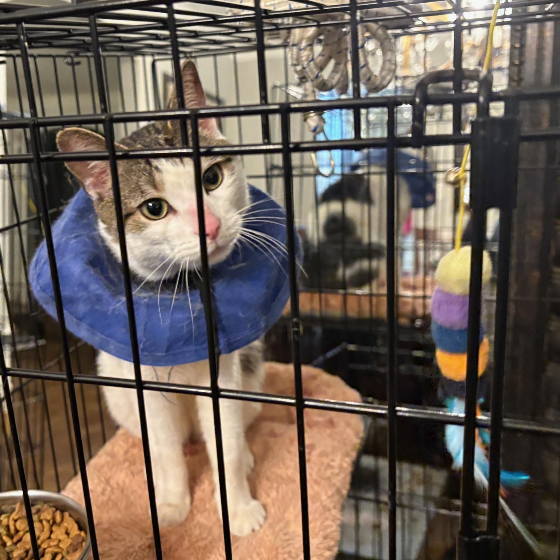 Pickles, a Adoptable Domestic Short Hair in Columbus, OH image 5/6