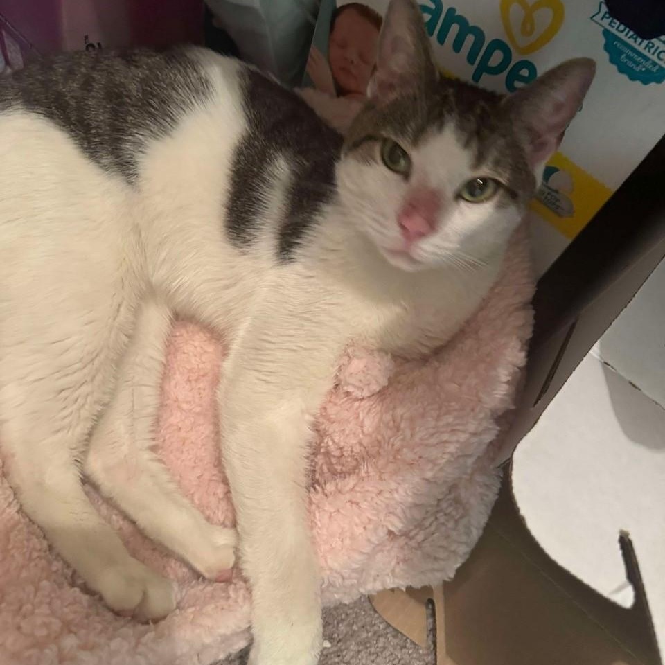 Pickles, a Adoptable Domestic Short Hair in Columbus, OH image 6/6