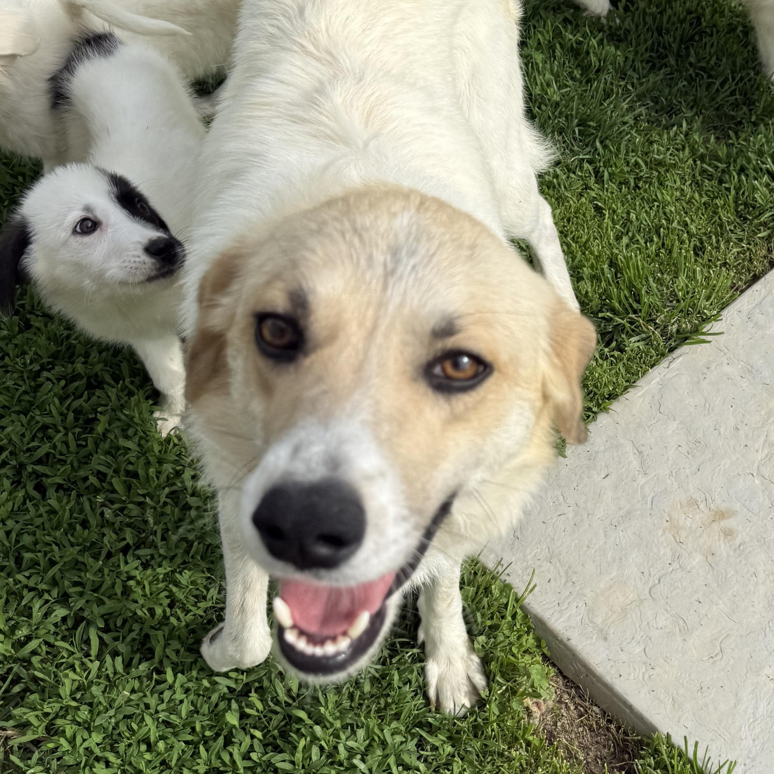 Enlarge Heidi, a ADOPTABLE mixed breed in Brazil, IN image 2/3