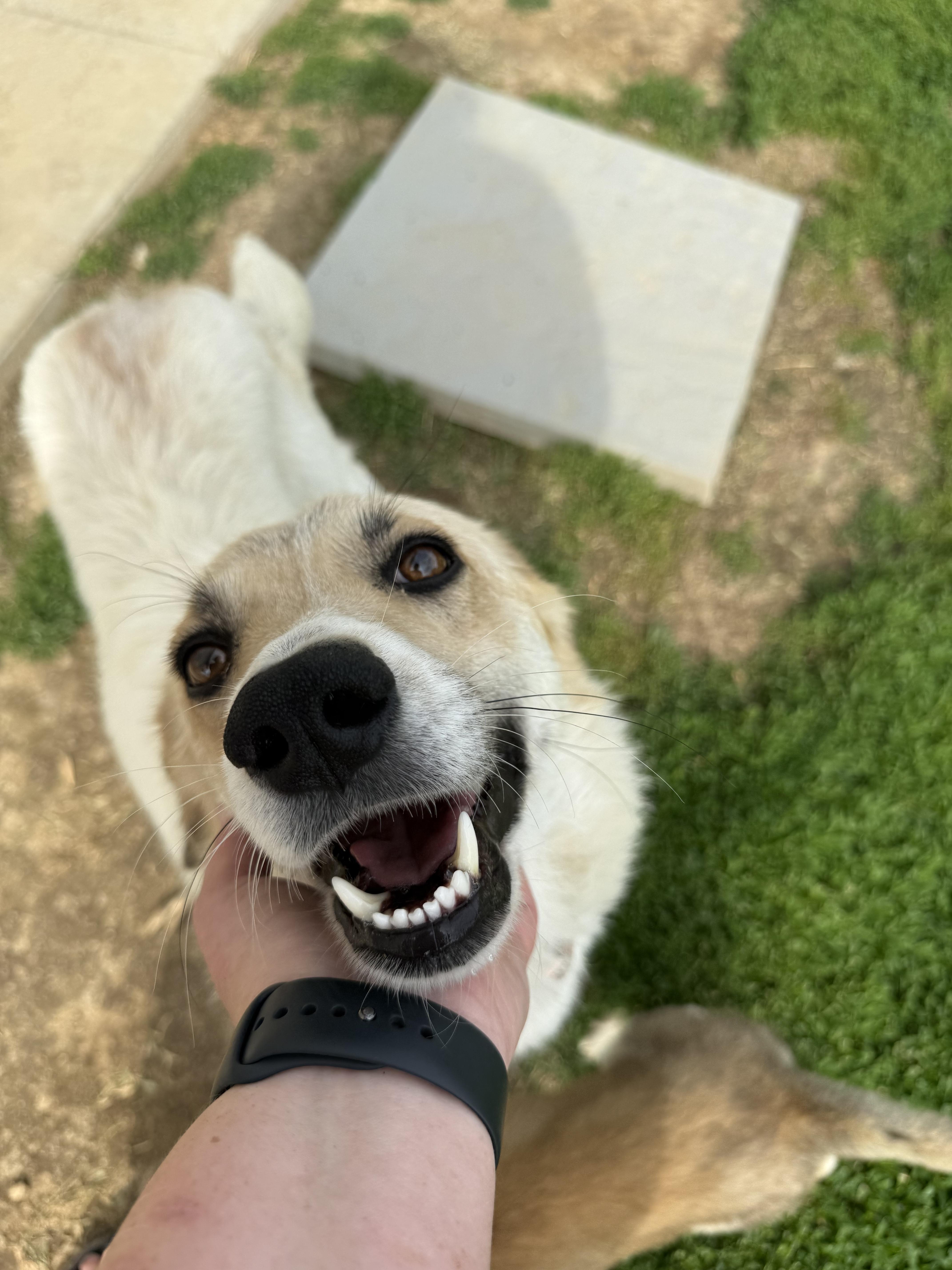 Heidi, ADOPTABLE, Adult Female Great Pyrenees.