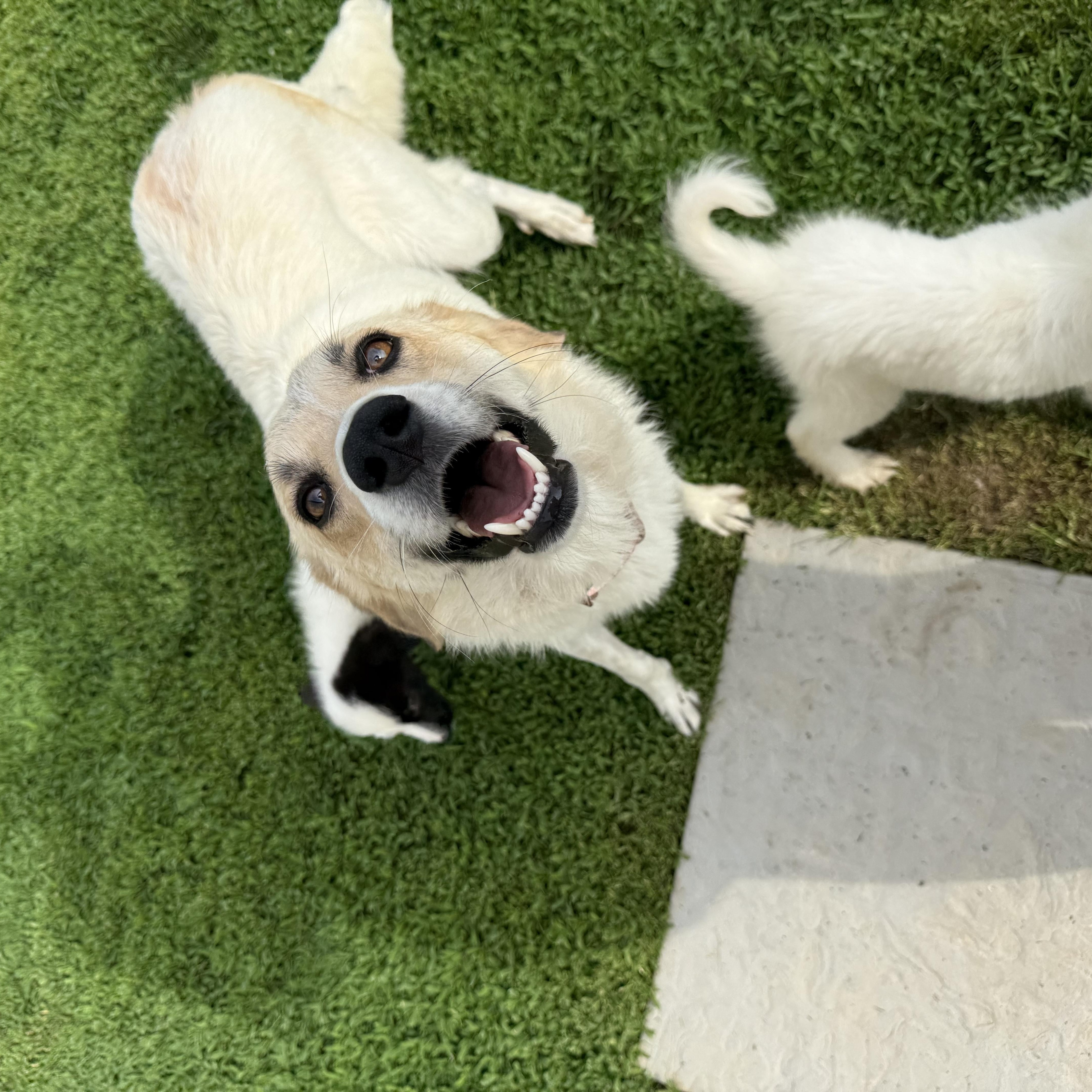 Enlarge Heidi, a ADOPTABLE mixed breed in Brazil, IN image 3/3