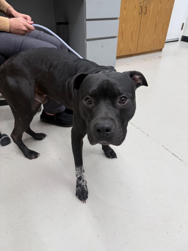 Enlarge Rifle, a Adoptable mixed breed in Findlay, OH image 1/1