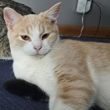 Enlarge Ollie, a Adoptable Domestic Short Hair in Shelbyville, IN image 1/2